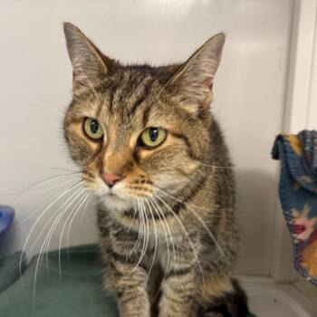 Bitsy -  Domestic Short Hair Cat for Adoption in Peoria, Illinois - Bitsy | PetCurious