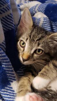 Will Trent -  Domestic Short Hair Cat for Adoption in Shawnee, Kansas - Will Trent | PetCurious