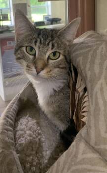 Ravioli -  Domestic Short Hair Cat for Adoption in Massena, New York - Ravioli | PetCurious