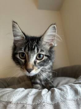 Cosmo -  Maine Coon and Domestic Medium Hair Cat for Adoption in Chicago, Illinois - Cosmo | PetCurious