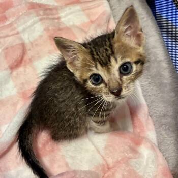 Binx & Bones -  Domestic Medium Hair Cat for Adoption in Liverpool, Texas - Binx & Bones | PetCurious