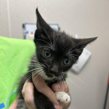 Beige Siding -  Domestic Short Hair Cat for Adoption in Morganton, North Carolina - Beige Siding | PetCurious