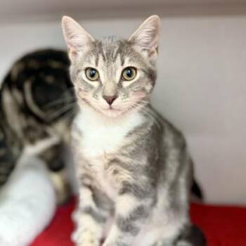 Jimmi Hendrix -  Domestic Short Hair Cat for Adoption in Atlanta, Georgia - Jimmi Hendrix | PetCurious
