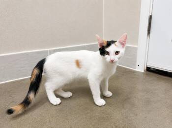 Rachel -  Calico and Domestic Short Hair Cat for Adoption in Raleigh, North Carolina - Rachel | PetCurious
