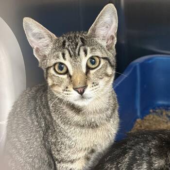 Mia -  Domestic Short Hair Cat for Adoption in Port Charlotte, Florida - Mia | PetCurious
