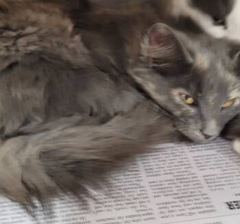 Rescue Domestic Medium Hair Cats for Adoption in Hopkinsville, Kentucky - Journey | PetCurious