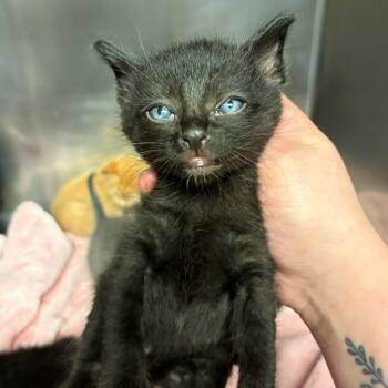Domestic Short Hair Cats Available for Adoption in Chehalis, Washington - Bandicoot | PetCurious