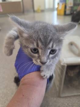 EXTRA -  Domestic Short Hair Cat for Adoption in Louisville, Kentucky - EXTRA | PetCurious