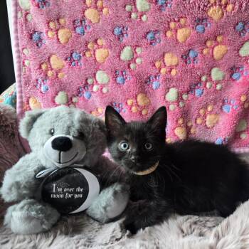 Pillsbury -  Domestic Short Hair Cat Available for Adoption in Spokane, Washington - Pillsbury | PetCurious