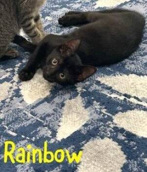 Rainbow -  Domestic Short Hair Cat for Adoption in Ruskin, Florida - Rainbow | PetCurious