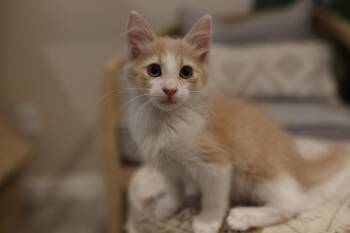 Butterscotch -  Domestic Medium Hair Cat for Adoption in San Tan Valley, Arizona - Butterscotch | PetCurious