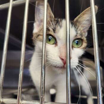 Rescue Domestic Short Hair Cats for Adoption in Buffalo, New York - Eden | PetCurious