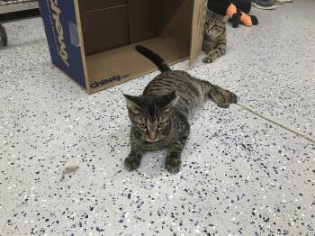 Rescue Domestic Short Hair Cats for Adoption in Brighton, Michigan - Harley | PetCurious