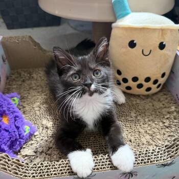 Precious Socks -  Domestic Short Hair Cat for Adoption in Calverton, Maryland - Precious Socks | PetCurious