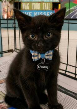 Ordway -  Domestic Short Hair Cat for Adoption in El Dorado, Arkansas - Ordway | PetCurious