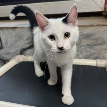 Ruby Woo -  Domestic Short Hair Cat for Adoption in Laredo, Texas - Ruby Woo | PetCurious