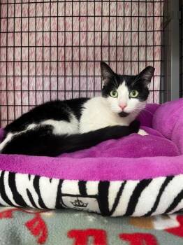 Leah -  Domestic Short Hair Cat for Adoption in Grants Pass, Oregon - Leah | PetCurious