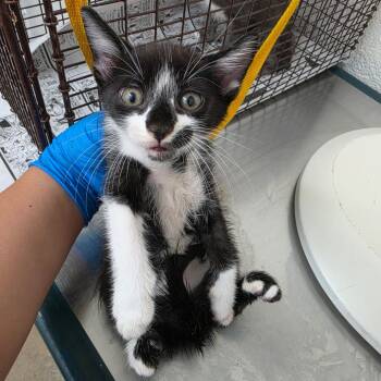 Emi -  Domestic Short Hair Cat for Adoption in Edinburg, Texas - Emi | PetCurious