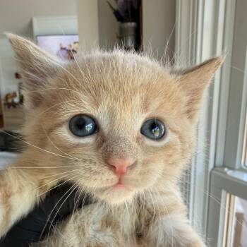 Ginger (in Stevensville, MD) -  Domestic Short Hair Cat Available for Adoption - Ginger (in Stevensville, MD) | PetCurious