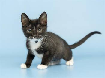 ARYA -  Domestic Short Hair Cat Available for Adoption in Phoenix, Arizona - ARYA | PetCurious