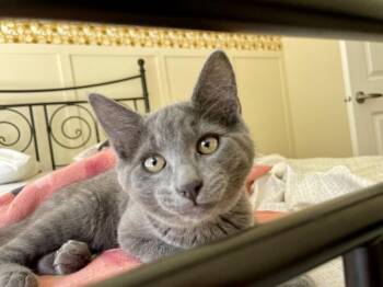 George -  Domestic Short Hair Cat for Adoption in Arlington, Washington - George | PetCurious