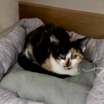 Sakura Miller (JH 3) -  Domestic Medium Hair Cat for Adoption in Woodstock, Virginia - Sakura Miller (JH 3) | PetCurious