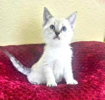 Siamese Cats Available for Adoption in New Braunfels, Texas - Chia | PetCurious