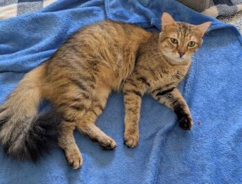 Mandy -  Domestic Medium Hair Cat for Adoption in Pompano Beach, Florida - Mandy | PetCurious