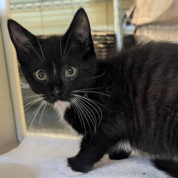 Selene (Holland Cat Cove) -  Domestic Short Hair Cat for Adoption in West Olive, Michigan - Selene (Holland Cat Cove) | PetCurious