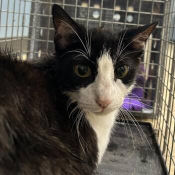 Domestic Short Hair Cats Available for Adoption in Newark, New Jersey - Fiona | PetCurious