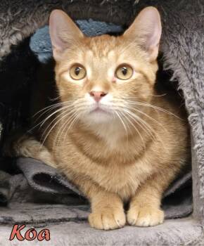Domestic Short Hair Cats Available for Adoption in Valparaiso, Indiana - Koa | PetCurious