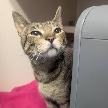 Sawyer -  Domestic Short Hair Cat for Adoption in Watertown, New York - Sawyer | PetCurious