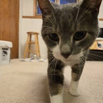 Rescue Domestic Short Hair Cats for Adoption in Buffalo, Minnesota - Einstein | PetCurious