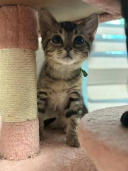 Maurice -  Bengal Cat for Adoption in Hoffman Estates, Illinois - Maurice | PetCurious
