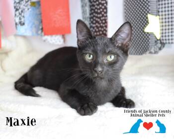 Maxie -  Domestic Short Hair Cat for Adoption in Ocean Springs, Mississippi - Maxie | PetCurious
