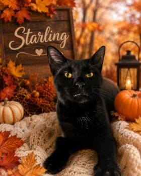 Starling -  Domestic Short Hair Cat for Adoption in Barton, Vermont - Starling | PetCurious
