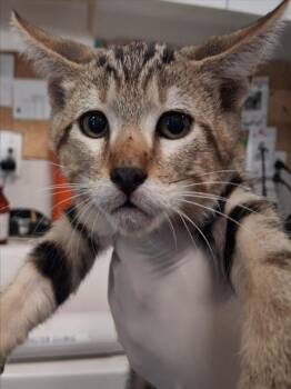 WALKIE TALKIE -  Domestic Short Hair Cat for Adoption in Santa Fe, New Mexico - WALKIE TALKIE | PetCurious
