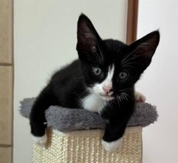 KAI -  Domestic Short Hair Cat for Adoption in Santa Fe, New Mexico - KAI | PetCurious