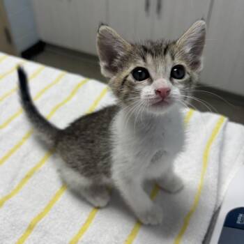 Honey -  Domestic Short Hair Cat for Adoption in Riverside, California - Honey | PetCurious