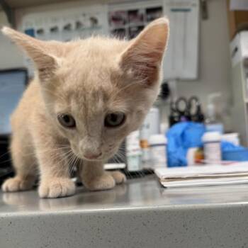 Domestic Short Hair Cats Available for Adoption in Englewood, Florida - Cinnamon | PetCurious