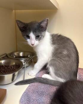 Hotaru -  Domestic Short Hair Cat for Adoption in Fairfax, Virginia - Hotaru | PetCurious