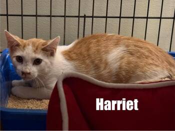 Harriet -  Domestic Medium Hair Cat for Adoption in Libertyville, Illinois - Harriet | PetCurious