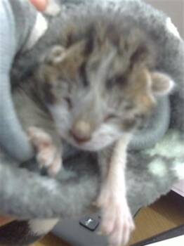 Domestic Short Hair Cats Available for Adoption - PANINI | PetCurious