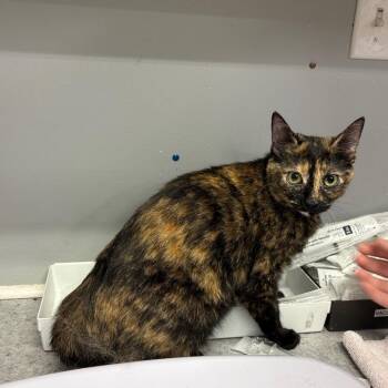 Spud Muffin -  Domestic Short Hair Cat for Adoption in Spokane, Washington - Spud Muffin | PetCurious