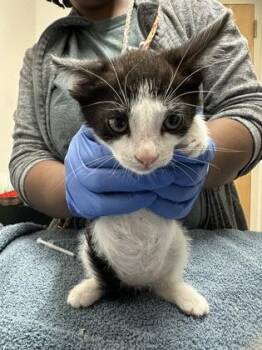 Domestic Medium Hair Cats Available for Adoption in Sacramento, California - Scootin
