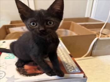 *VINCE -  Domestic Short Hair Cat for Adoption in Woodland, California - *VINCE | PetCurious