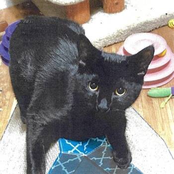 Orville -  Domestic Short Hair Cat for Adoption in Cumming, Georgia - Orville | PetCurious
