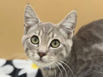 Mercury -  Domestic Short Hair Cat for Adoption in Portland, Oregon - Mercury | PetCurious