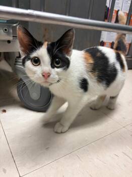 Christina Aguilera -  Domestic Short Hair Cat for Adoption in Morgantown, Kentucky - Christina Aguilera | PetCurious