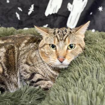 Toby -  Domestic Short Hair Cat for Adoption in Riverwoods, Illinois - Toby | PetCurious